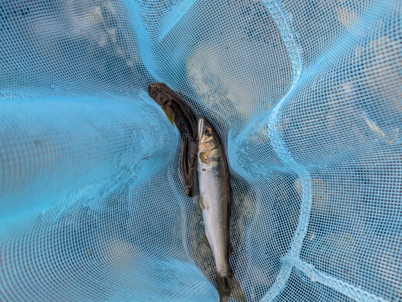 アユ