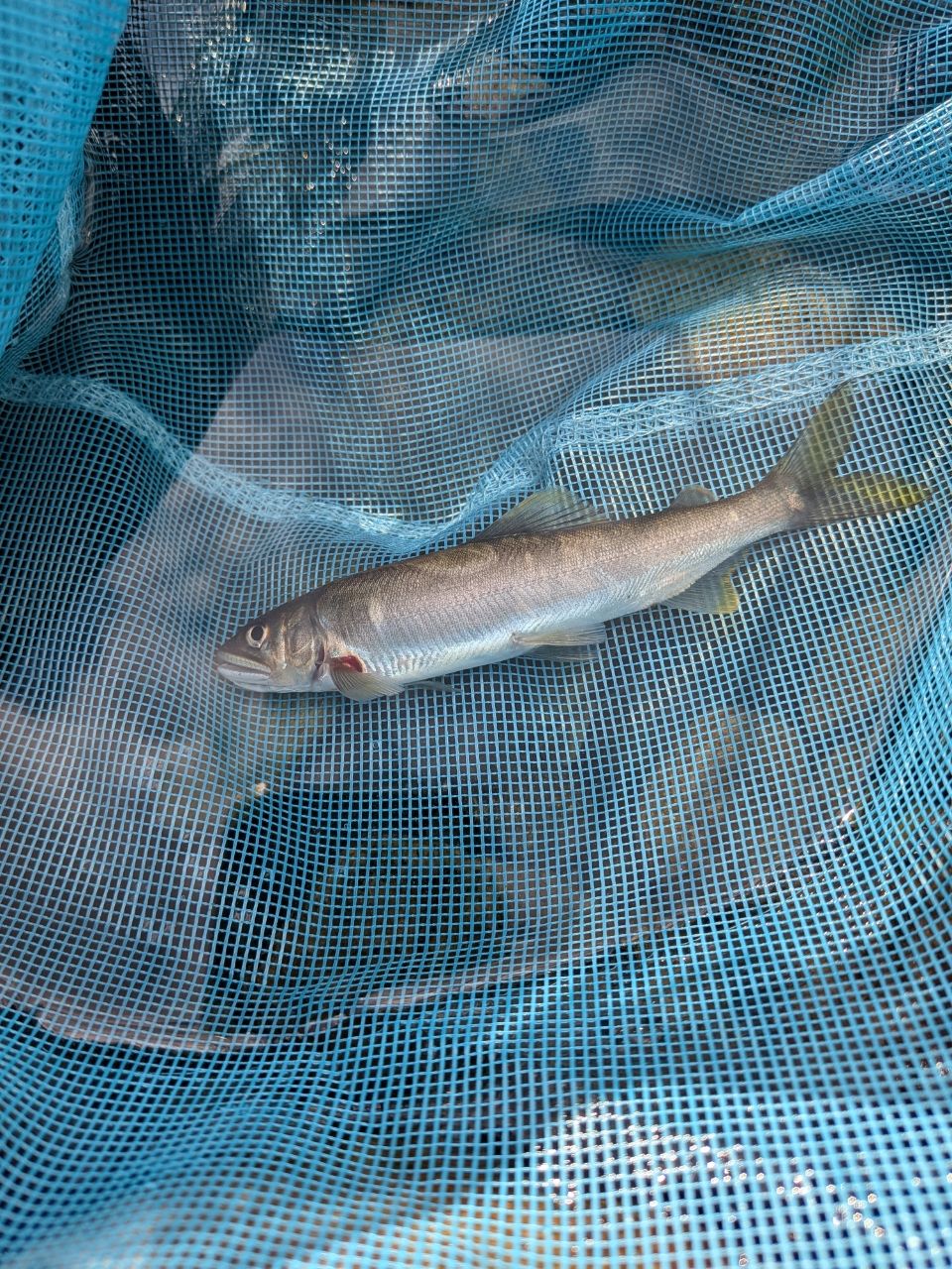 アユ