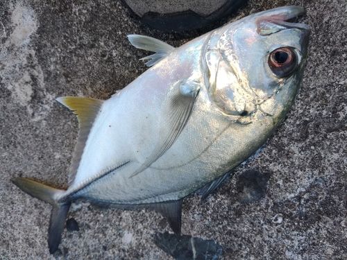メッキの釣果