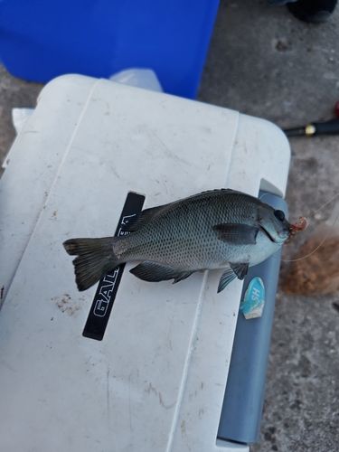 グレの釣果