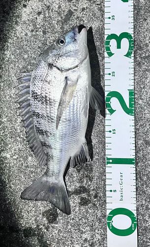 クロダイの釣果
