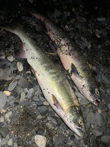 アキアジの釣果