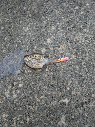 モンゴイカの釣果