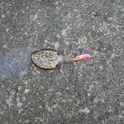 モンゴイカ