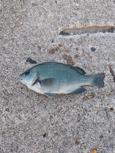 グレの釣果