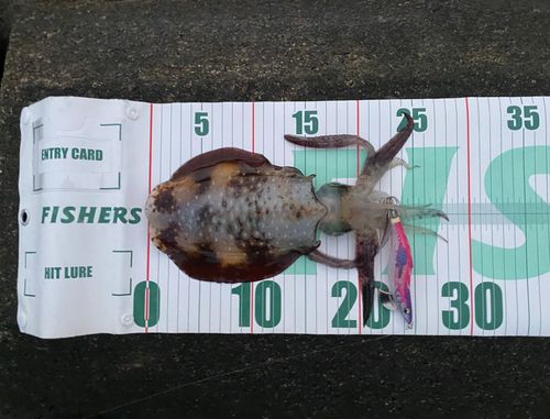 アオリイカの釣果