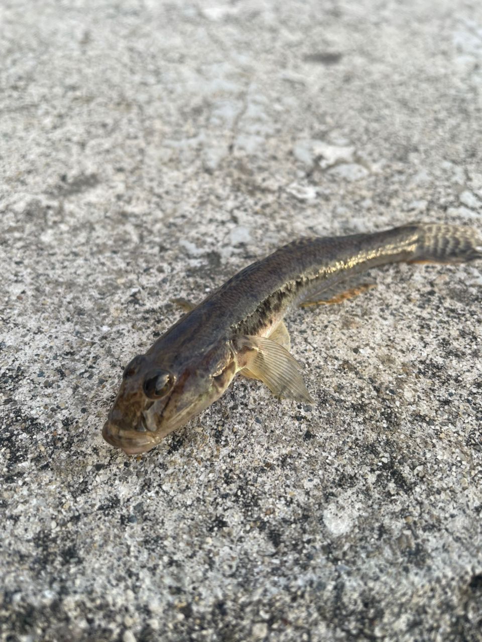 APIA ブルート' TP 77ML FINESSEの最安値・インプレ・釣果