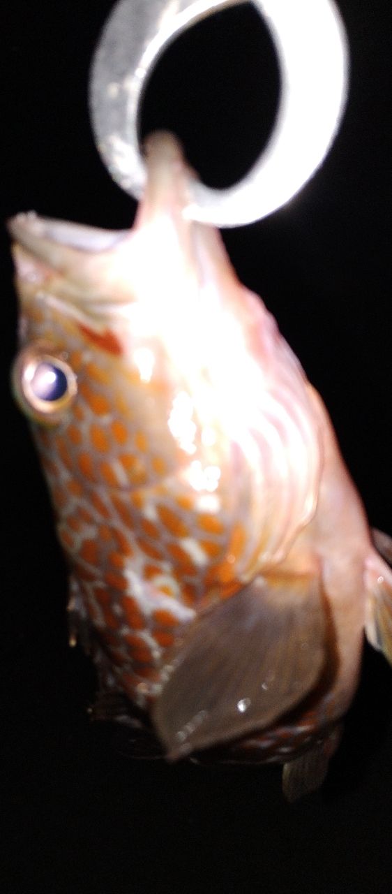 アコウ