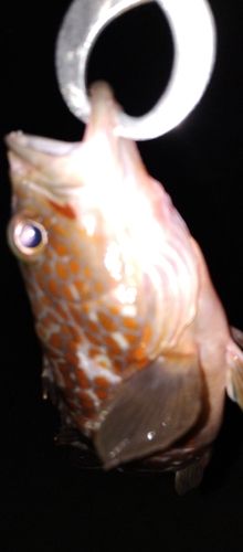 アコウの釣果