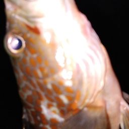 アコウ