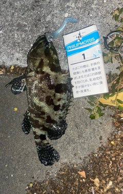 マダラハタの釣果