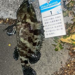マダラハタ