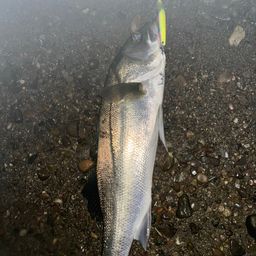 宮崎県の釣果・釣り場情報【2025年最新】 - アングラーズ | 釣果