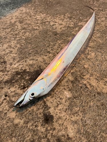 タチウオの釣果