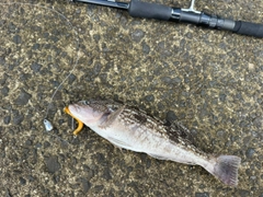 アイナメの釣果