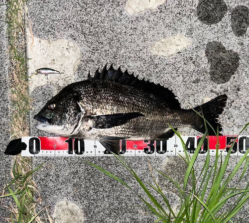 チヌの釣果