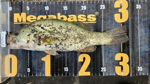 ブラックバスの釣果