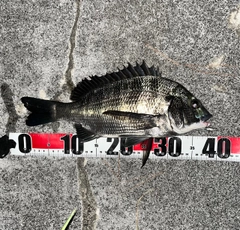 チヌの釣果