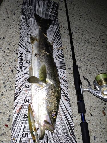シーバスの釣果