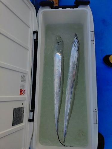 タチウオの釣果