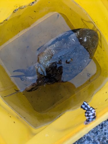 コウイカの釣果