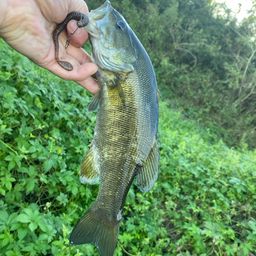 スモールマウスバス