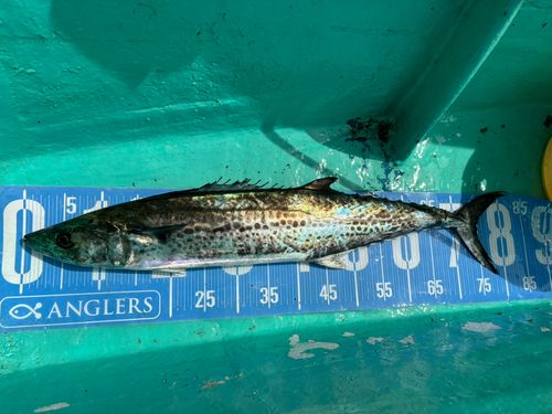サワラの釣果