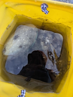 コウイカの釣果