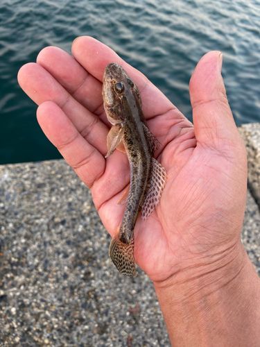 ハゼの釣果