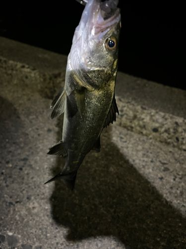 霞釣り公園
