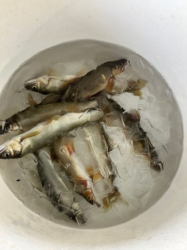 アユの釣果