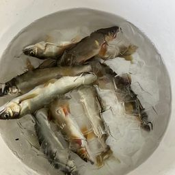 アユ