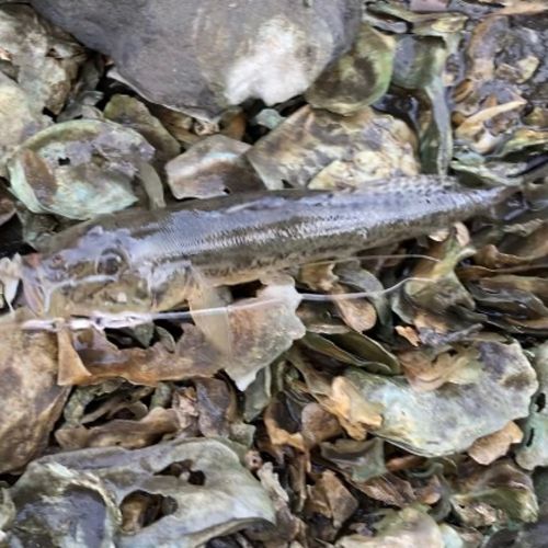 マハゼの釣果