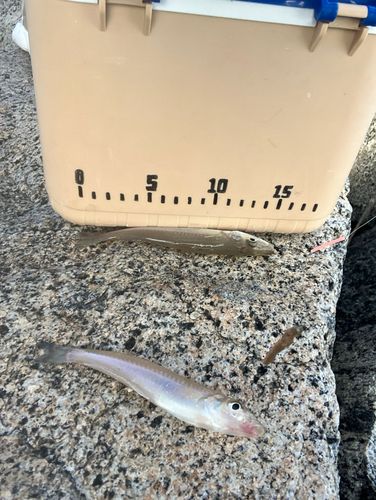 キスの釣果