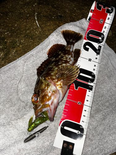 常滑りんくう釣り護岸
