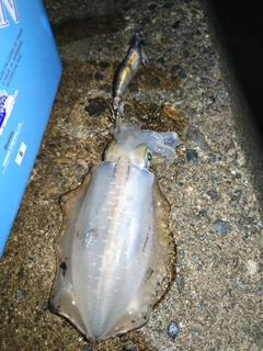 アオリイカの釣果