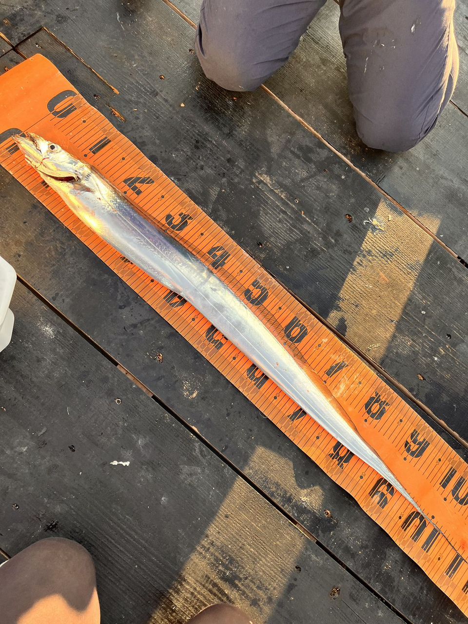 まっちぇっちぇっさんの釣果 1枚目の画像