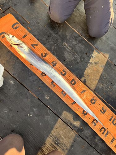 タチウオの釣果