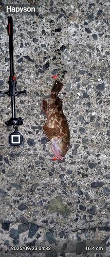カサゴの釣果