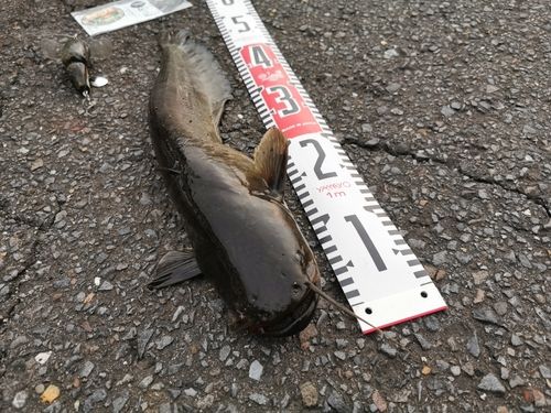 ナマズの釣果