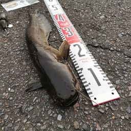 ナマズ