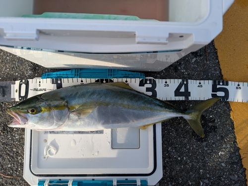 ワカシの釣果