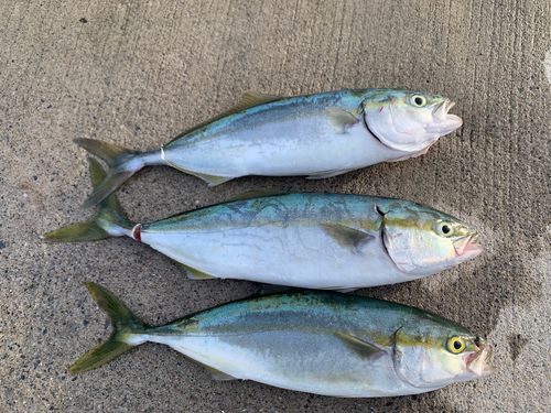 フクラギの釣果