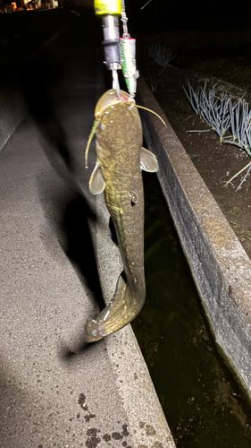 マナマズの釣果
