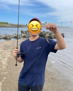 マハゼの釣果