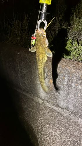 マナマズの釣果