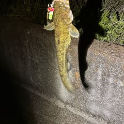 マナマズ