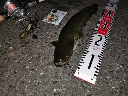 ナマズの釣果