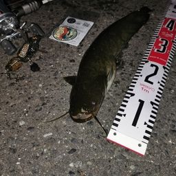 ナマズ