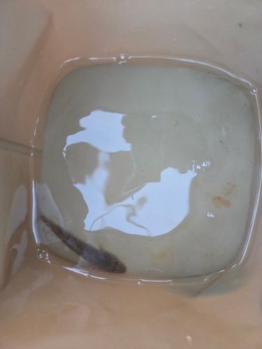 マハゼの釣果